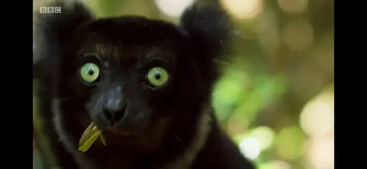 Indri (Indri indri) as shown in Planet Earth II - Islands